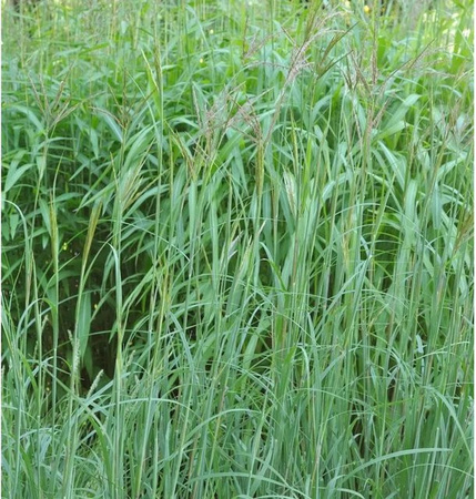 Bartgras Präriesommer Andropogon gerardii als mehrjährige Zierpflanze für den Garten in Grün