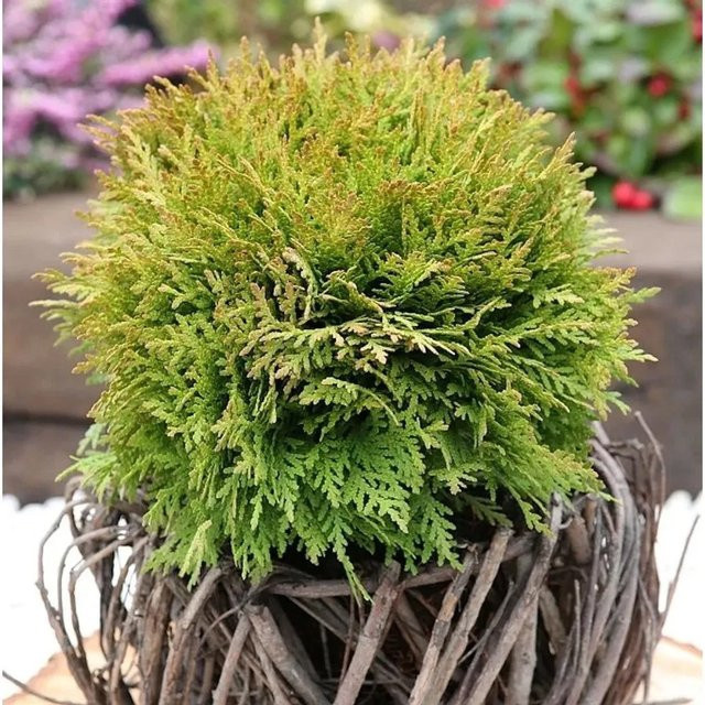 Thuja occidentalis Kugel Lebensbaum Mirjam, grün, Höhe: 10-15 cm - Bild 1