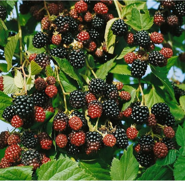 Rubus Fruticosus Black Satin Dornenlose Brombeere Pflanze 40–60 cm - Bild 1