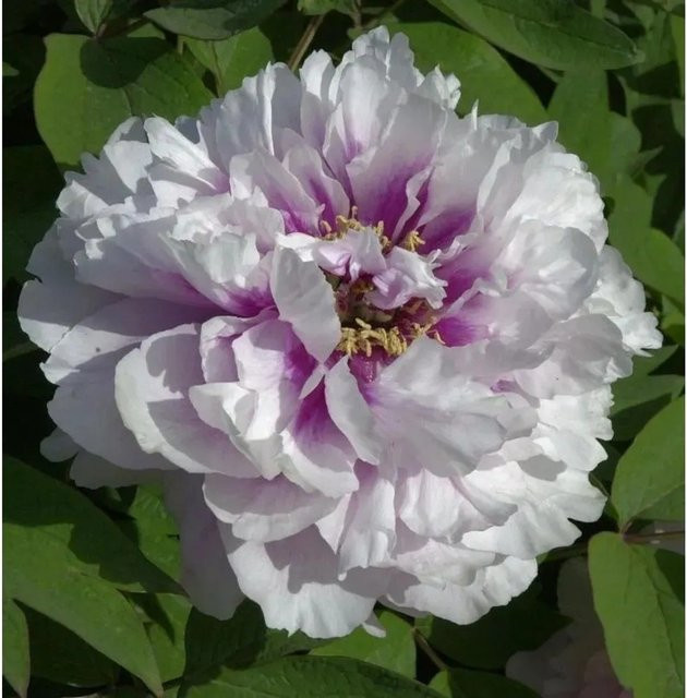 Halbstrauchige Pfingstrose Cora Louise Paeonia itoh in Pink - Bild 1