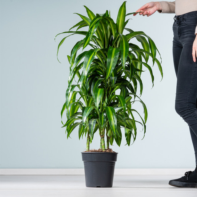 Drachenbaum Hawaiian Sunshine Dracaena von BLUME2000, grüne Zimmerpflanze für sonnige bis halbschattige Standorte, Höhe: 120 cm - Bild 1