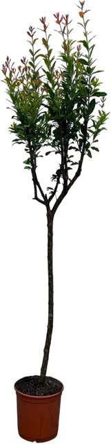 Sunny-Tree Granatapfelbaum Punica Granatum winterharter Obstbaum, Höhe: 160 cm - Bild 1
