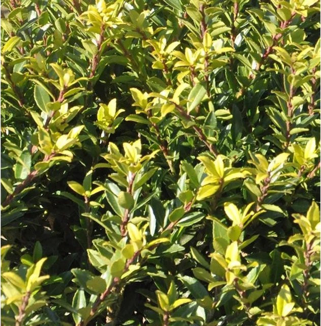 Japanische Stechpalme Ilex crenata Twiggy als Hochstamm in Grün - Bild 1