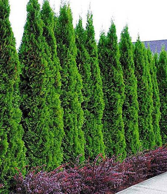 Lebensbaum-Hecke Thuja Smaragd - Bild 1