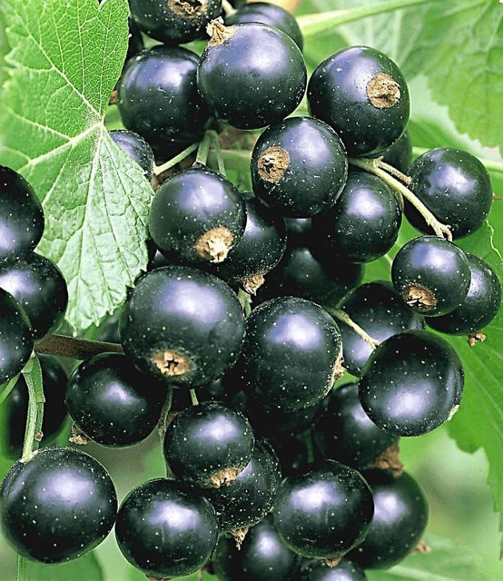 Johannisbeere Schwarze Titania - Bild 1