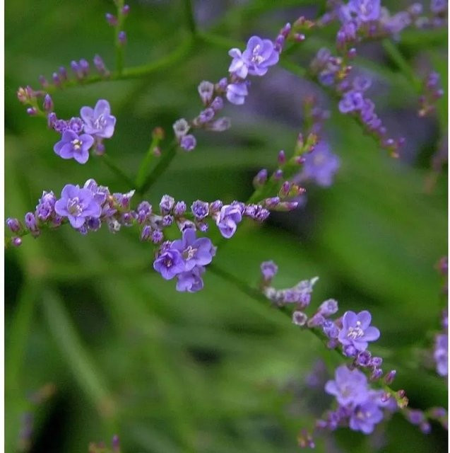 Meerlavendel Limonium latifolium von Nr-01.de, lila mehrjährige Bett- und Schnittblumenpflanze für den Außenbereich - Bild 1