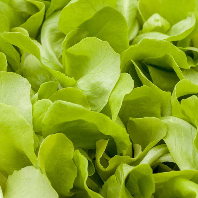 BIO Römersalat von BLUME2000, 3 Stück, 40 g - Bild 1