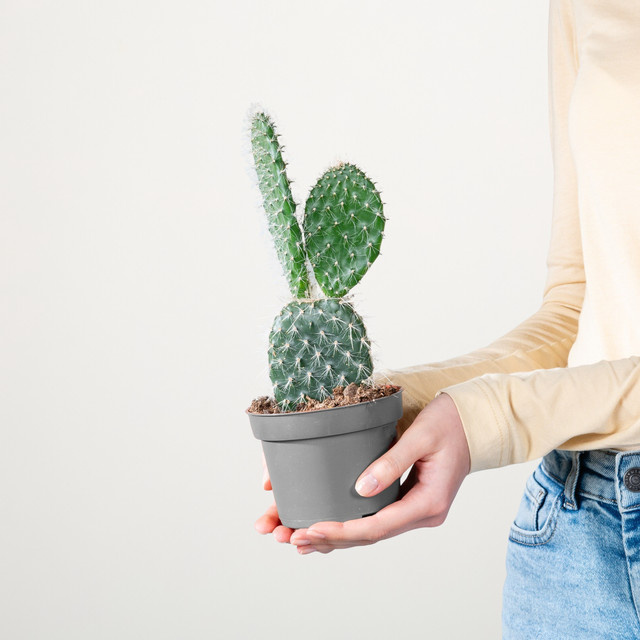 Feigenkaktus Opuntia Pailana von BLUME2000, grüne Sukkulente für hellen Standort - Bild 1