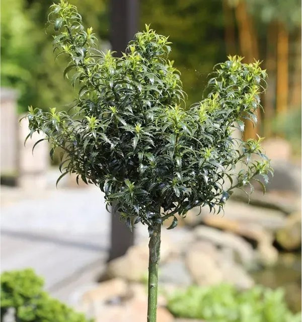Hochstamm Stechpalme Ilex meserveae Heckenzwerg von Nr-01.de, grün, Höhe: 100-125 cm - Bild 1