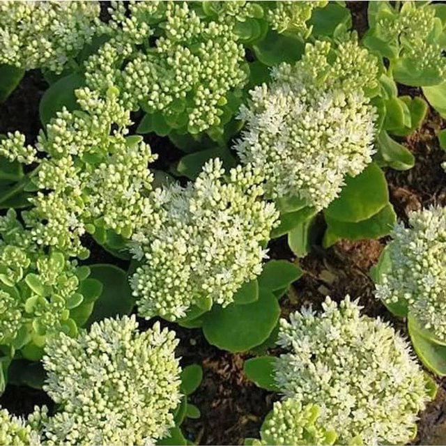 Prächtige Fetthenne Iceberg Sedum spectabile in Weiß als mehrjährige Gartenpflanze von Nr-01.de - Bild 1