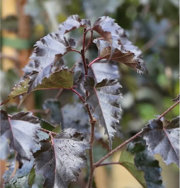 Rotblättrige Hängebirke Royal Frost Betula pendula, Höhe: 125-150 cm - Bild 1