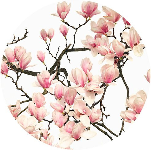 K&L Wall Art Vliestapete Kadam Rosa Magnoliae, florale Wandgestaltung in Mehrfarbig, matt, Breite: 236 cm, Höhe: 236 cm - Bild 1