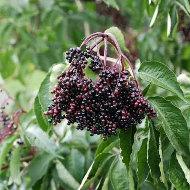 Großfrüchtiger Holunder Haschberg Sambucus nigra Beerenstrauch von Nr-01.de, Höhe: 60-80 cm - Bild 1
