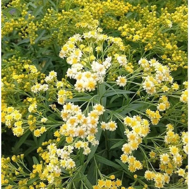 Solidaster luteus Goldruten Aster gelbe mehrjährige Gartenpflanze im Topf - Bild 1