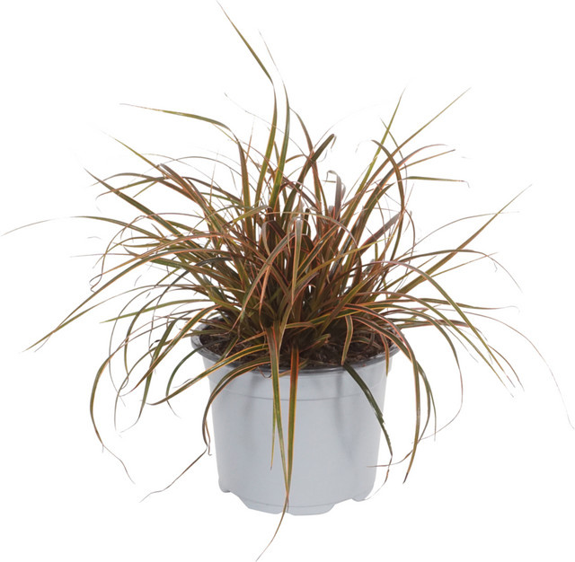 Mahagonigras Everflame Uncinia als mehrjährige Zierpflanze von Mein schöner Garten Shop - Bild 1