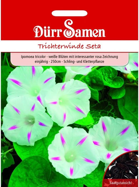 Dürr Samen Trichterwinde Seta Weiß mit Rosa Zeichnung Saatgut für Balkon und Pergola - Bild 1