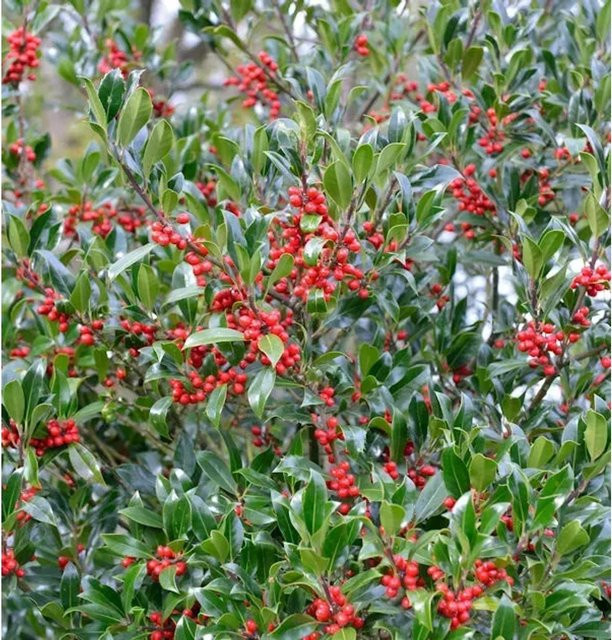Hochstamm Stechpalme Nellie R Stevens Ilex aquifolium mit roten Beeren, Höhe: 100-125 cm - Bild 1