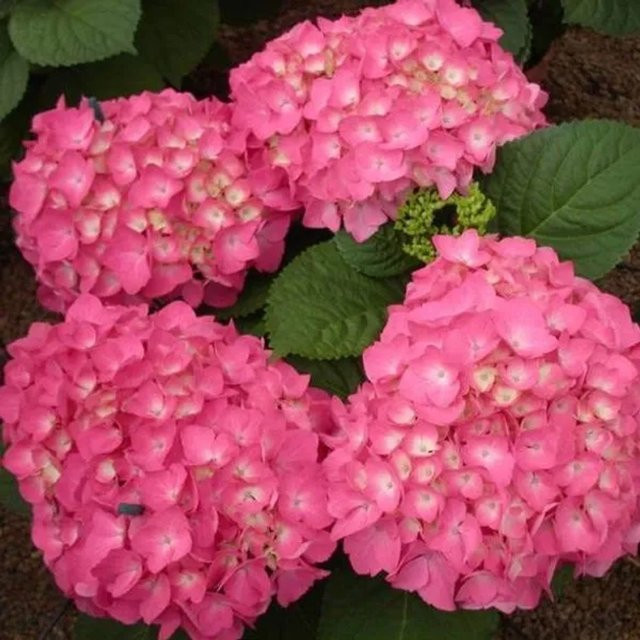 Arborix Hortensie Freudenstein Hydrangea macrophylla mit kugelförmigen Blüten in Pink und Lila, Containerpflanze für den Außenbereich - Bild 1