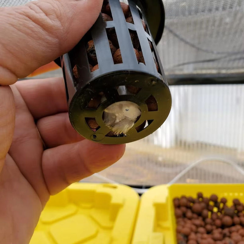 100er Pack Netzbecher mit breitem Rand für Hydrokultur, Aquaponik und Orchideen, Durchmesser: 4,5 cm - Bild 5