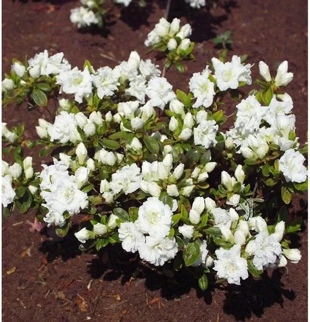 Japanische Azalee Eisprinzessin Rhododendron obtusum Zwerg Alpenrose Höhe: 20-25 cm - Bild 1