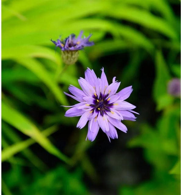 Rasselblume Major Catananche caerulea in Purple für Garten, Steingarten und Mauerfugen - Bild 1