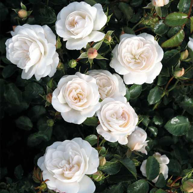 Bodendeckerrose Kastelruther Spatzen von Tantau in Rosa für Gartenbeete und Blumenkübel - Bild 1