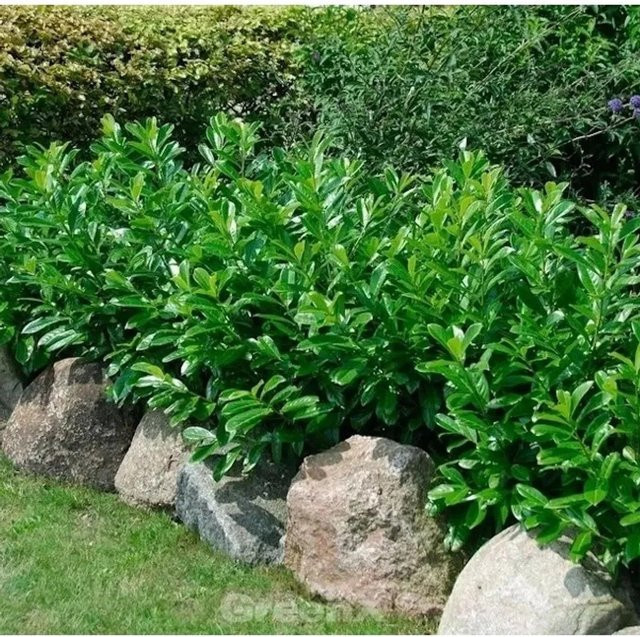 Kaukasische Lorbeerkirsche Prunus laurocerasus als grünes Heckengewächs für deinen Garten, Höhe: 60-80 cm - Bild 1