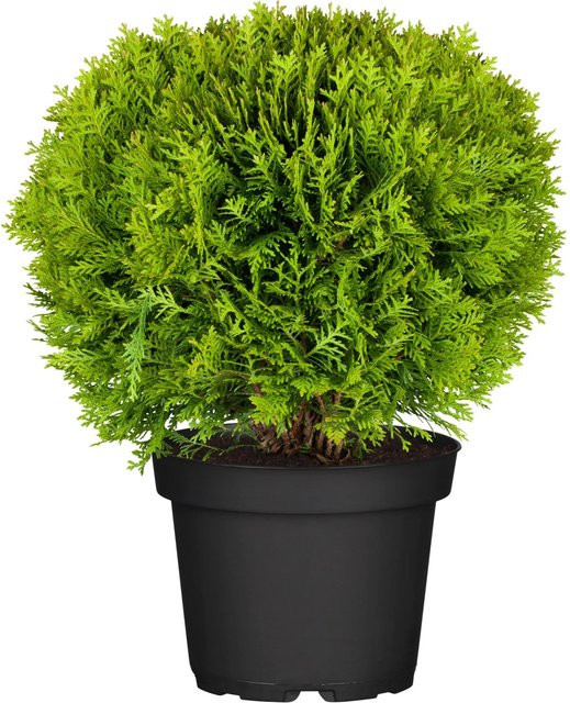 OBI Kugel-Lebensbaum Danica Thuja occidentalis im Topf, Höhe: ca. 10 - 20 cm - Bild 1