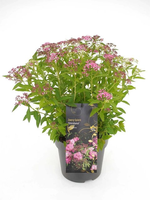 GROW by OBI Zwergspiere Spiraea japonica Shirobana Weiß-Rot im Topf - Bild 1