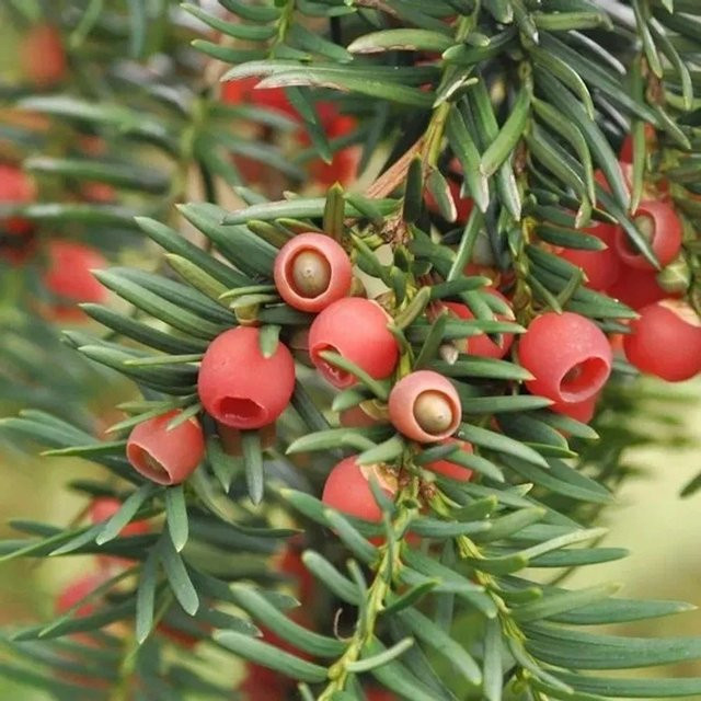 Gewöhnliche Eibe Taxus baccata als Heckenpflanze von Nr-01.de, Farbe: Grün, Höhe: 45 cm - Bild 1