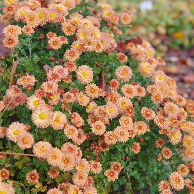 Winteraster Bronzekrone Chrysanthemum hortorum von Nr-01.de - Bild 1
