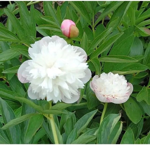 Pfingstrose Alba Plena Paeonia officinalis weiße Gartenpflanze von Nr-01.de - Bild 1