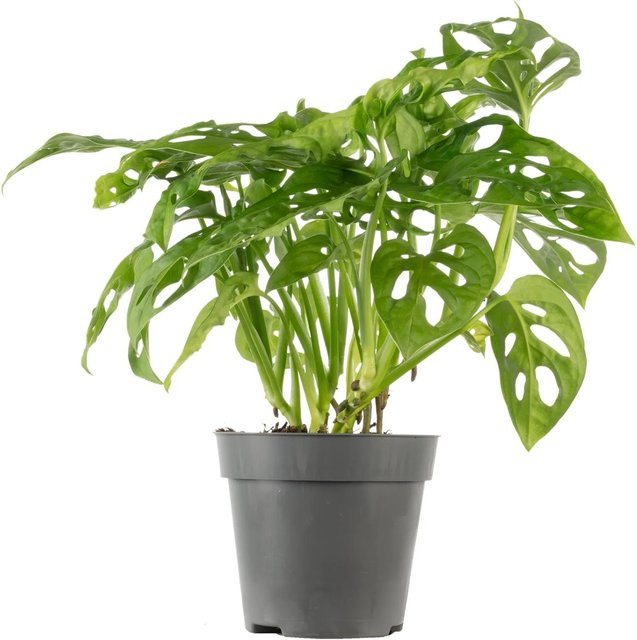Value Greens Kletternde Monstera Monkey Pflegeleichtes Fensterblatt in Grün, Höhe: 25 cm, Topf-Durchmesser: 12 cm - Bild 1