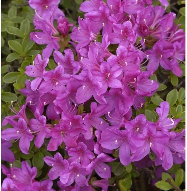 Japanische Azalee Diamant Himmelblau Rhododendron obtusum Alpenrose von Nr-01.de - Bild 1