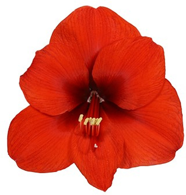 Amaryllis Merry Christmas von BLUME2000 - Bild 1