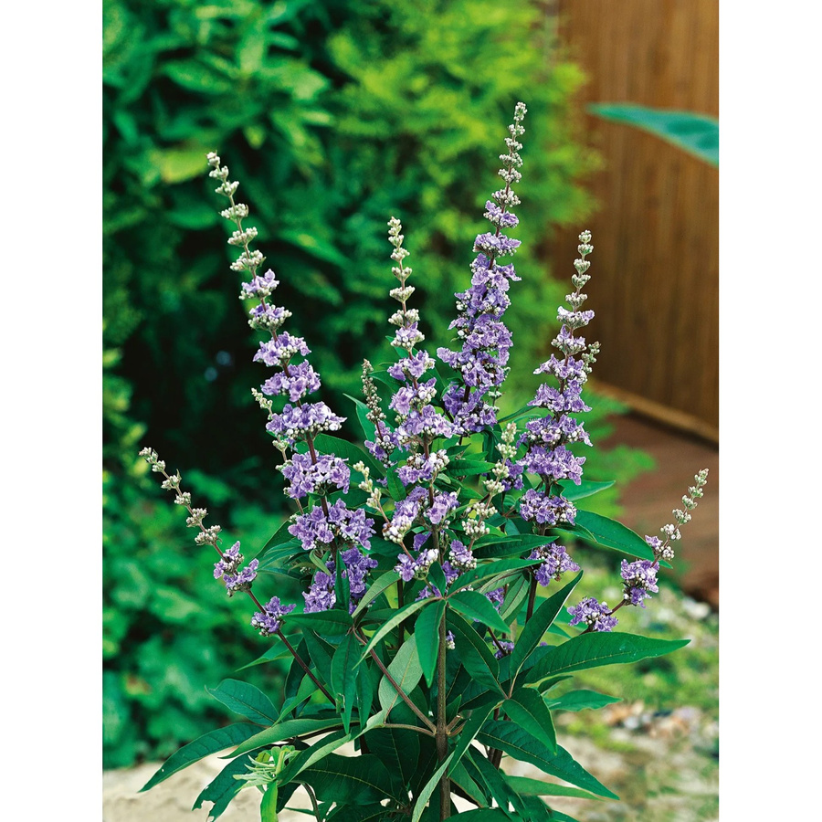 GROW by OBI Mönchspfeffer Vitex in blauem Topf, Höhe: 40 - 50 cm - Bild 2