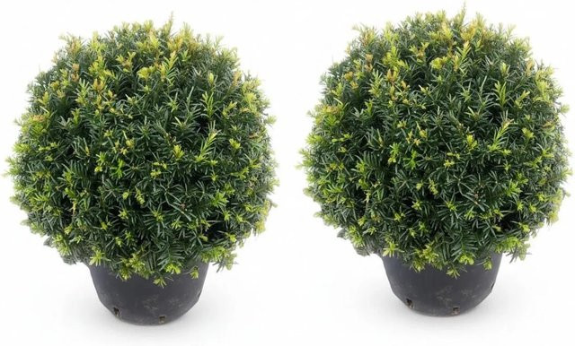 2er Set Eiben Kugeln Taxus Baccata von Pflanzen-Boering, Grün, Durchmesser: 30-35 cm - Bild 1