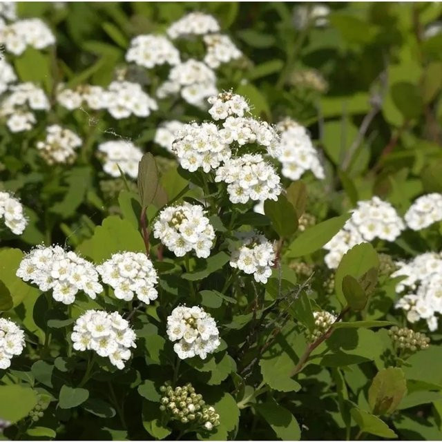 Birkenblättrige Spiere Spiraea betulifolia Zierstrauch von Nr-01.de, Höhe: 20-30 cm - Bild 1