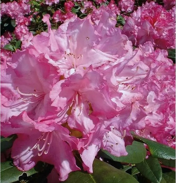 Rhododendron Blurettia Alpenrose in Pink, Höhe: 30-40 cm - Bild 1
