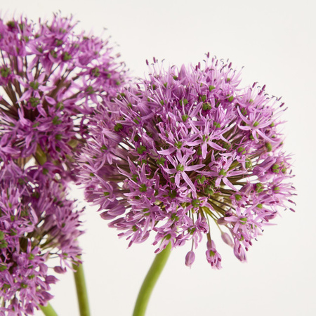 Blume2000 Allium Blume Purple single stem