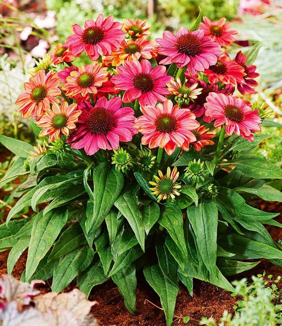 Echinacea Evolution Sonnenhut Pflanze - Bild 1