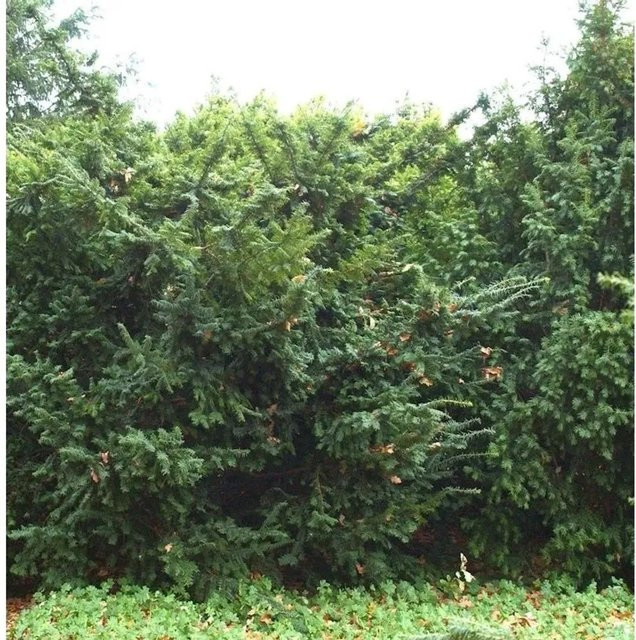 Goldgelbe Eibe Summergold Taxus baccata als Zierstrauch für deinen Garten, Höhe: 30-40 cm - Bild 1