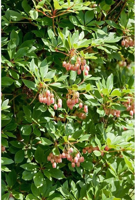 Enkianthus Campanulatus Wallaby Japanischer Fächerstrauch 40–60 cm - Bild 1