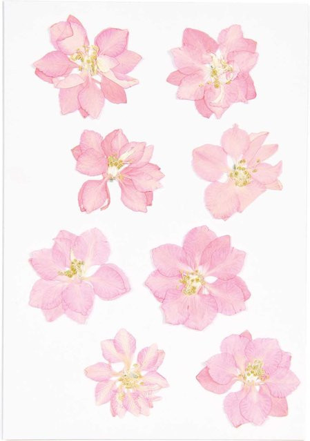 Rico Design Gepresste Blüten Rittersporn in Rosa, 8 Stück - Bild 1