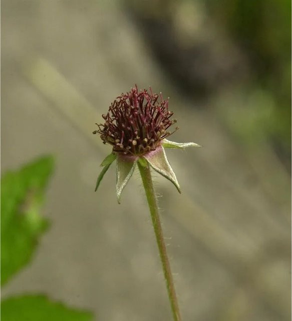 Echter Nelkenwurz Geum urbanum als winterharte Gartenstaude von Nr-01.de - Bild 1