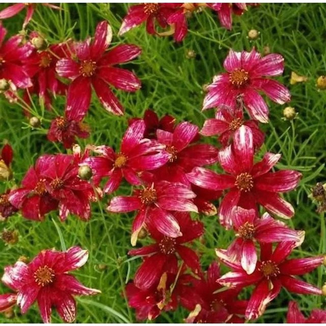 Coreopsis verticillata Mädchenauge Route 66 - Dauerblühende Stauden als Beetpflanze und Schnittpflanze - Bild 1