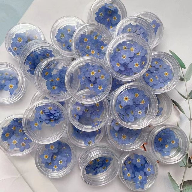 100 Stück gepresste getrocknete blaue Vergissmeinnicht Myosotis Sylvatica Blumen von DRtrade für Schmuck, Lesezeichen und Nailart - Bild 1