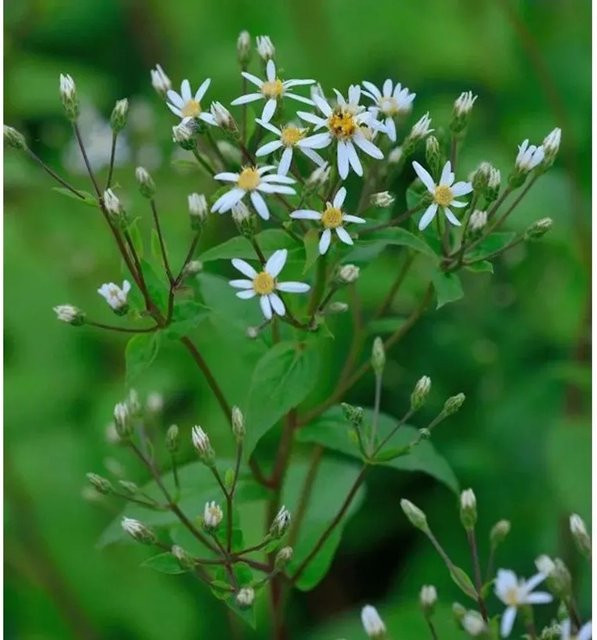 Großblattaster Albus Aster macrophyllus - Weiße Staude für Staudenbeet und Bauerngarten - Bild 1