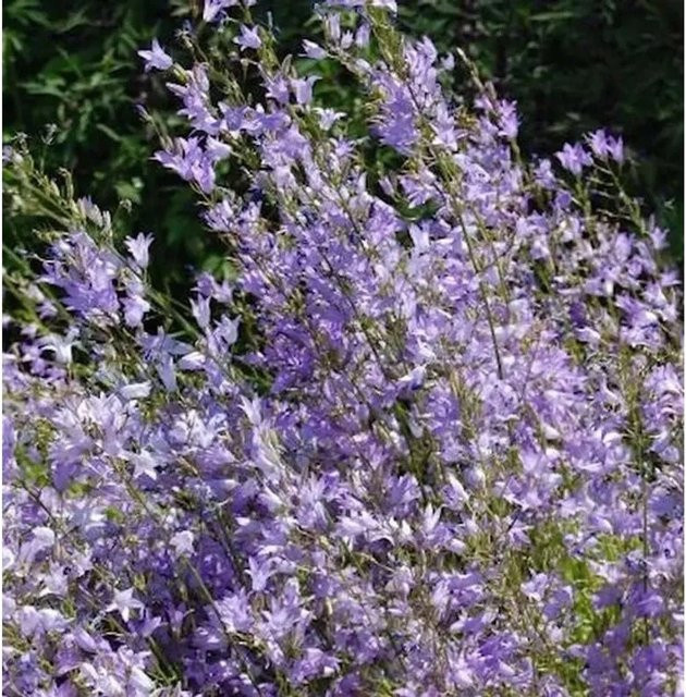 Rapunzel Glockenblume Campanula rapunculus lila Stauden von Nr-01.de - Bild 1