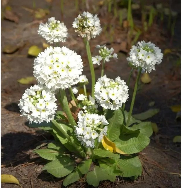 Kugelprimel Alba Primula denticulata weiße mehrjährige Beetpflanze - Bild 1